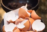 Turn Breakfast Scraps into Nutrient-Rich Compost for Your Garden