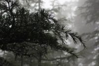 Wildflower Hall Shimla: Luxury Heritage Hotel & Spa Guide