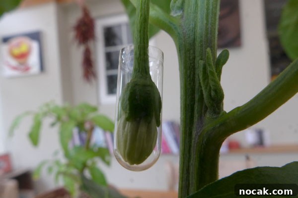 How to Save and Store Chili Pepper Seeds for Next Season 2 Preventing Cross Pollination of Chillies