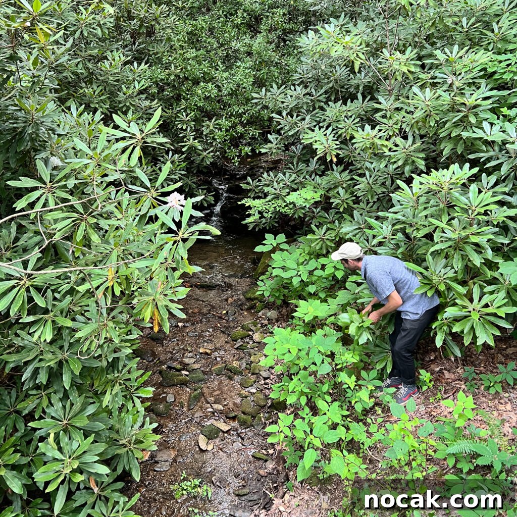 A person standing near a small rocky creek examines plants at the water’s edge.