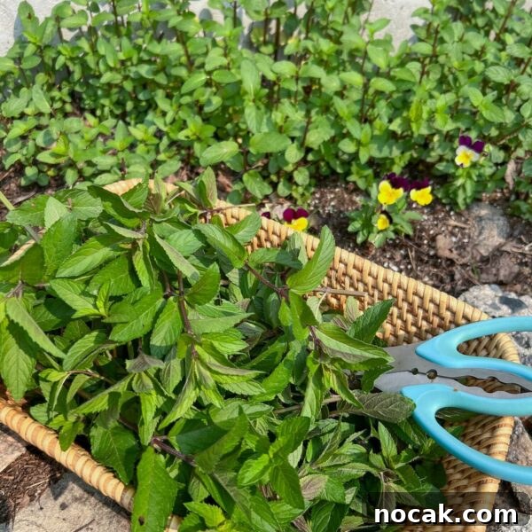 fresh chopped chocolate mint in basket with scissors outside by mint patch