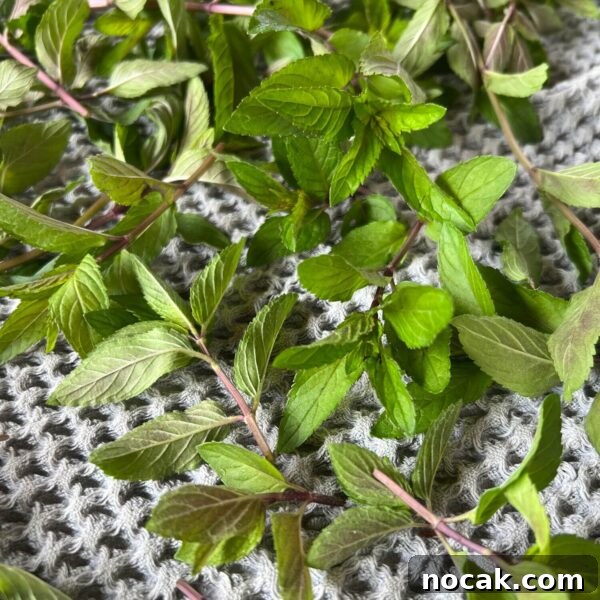 mint stems on towel to dry