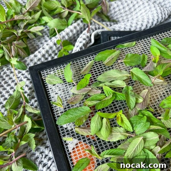 mint leaves on dehydrator tray next to full stalks drying on towel