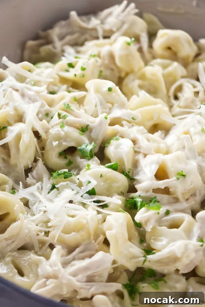 Creamy Chicken Alfredo Tortellini Recipe for Quick Weeknight Dinner 3 Creamy tortellini pasta with shredded chicken, Parmesan, and parsley garnish.