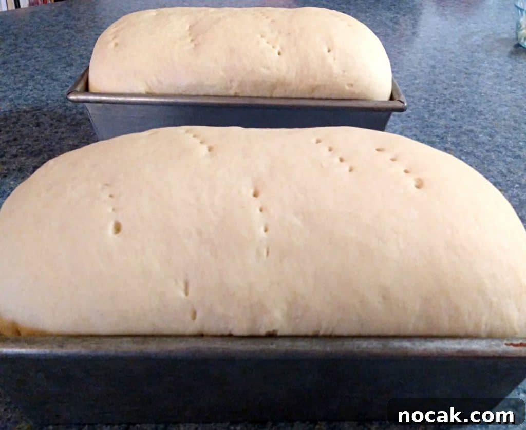 Homemade Amish White Bread: Classic Soft Loaf Recipe 2 two loaves of bread rising in the pans and ready to bake.
