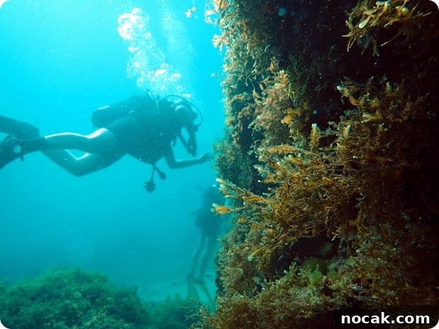 Shore dive Shore dive
