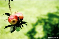 Seasonal Apple Cake — French Apple Cake Recipe for Fall