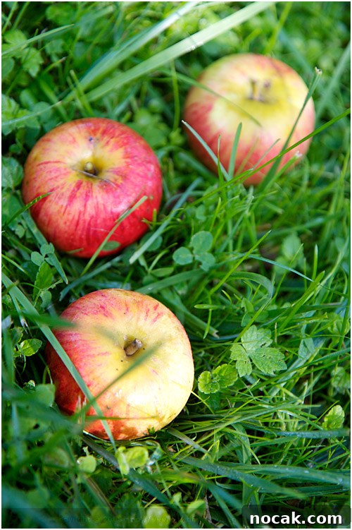 Seasonal Apple Cake — French Apple Cake Recipe for Fall 8 img 5936 7