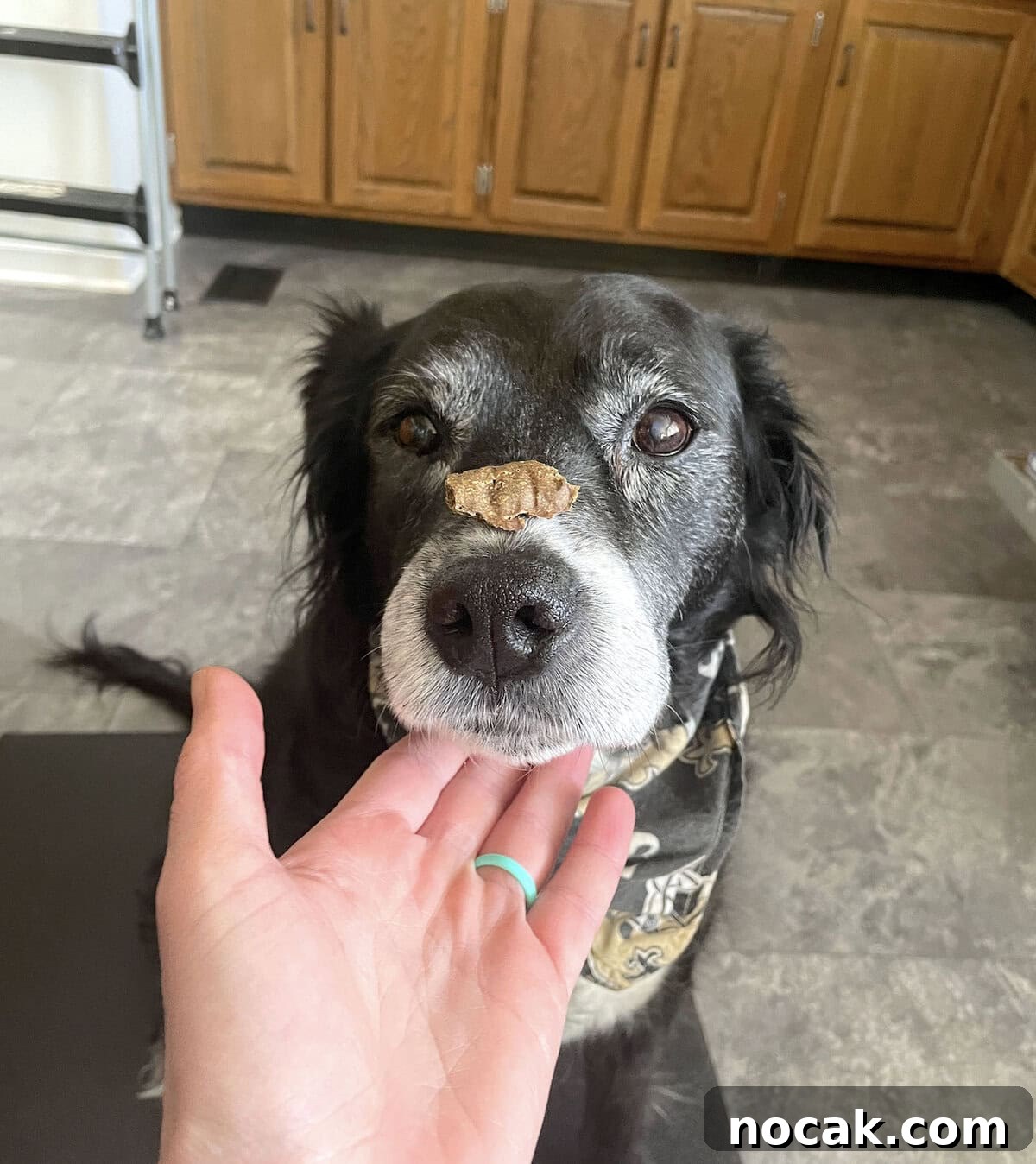 Homemade Liver Brownies: Irresistible Dog Treat Recipe 11 A black and white dog with a liver treat on her nose and a hand under her chin.