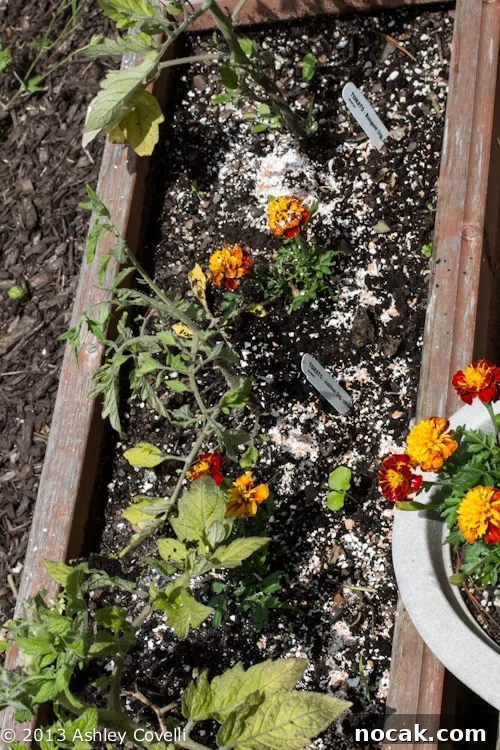 Turn Breakfast Scraps into Nutrient-Rich Compost for Your Garden 4 Breakfast Scraps Can Benefit Your Tomato Plants!