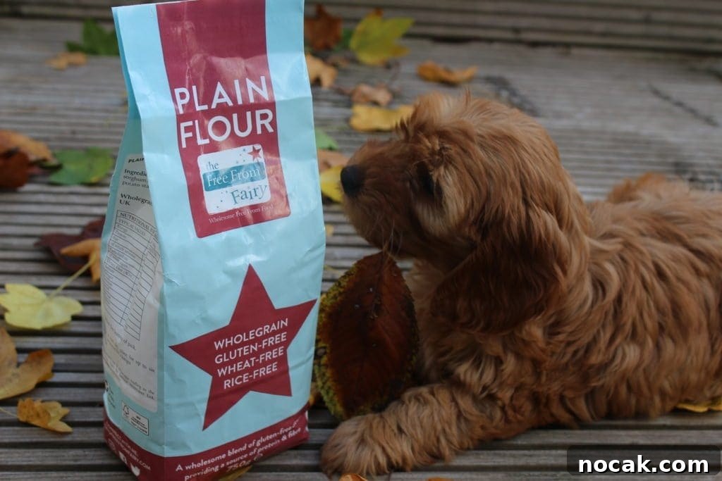 Minnie the cockerpoo checking out my wholegrain gluten-free flour blend.
