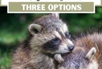 Prevent Raccoons From Raiding Your Garden