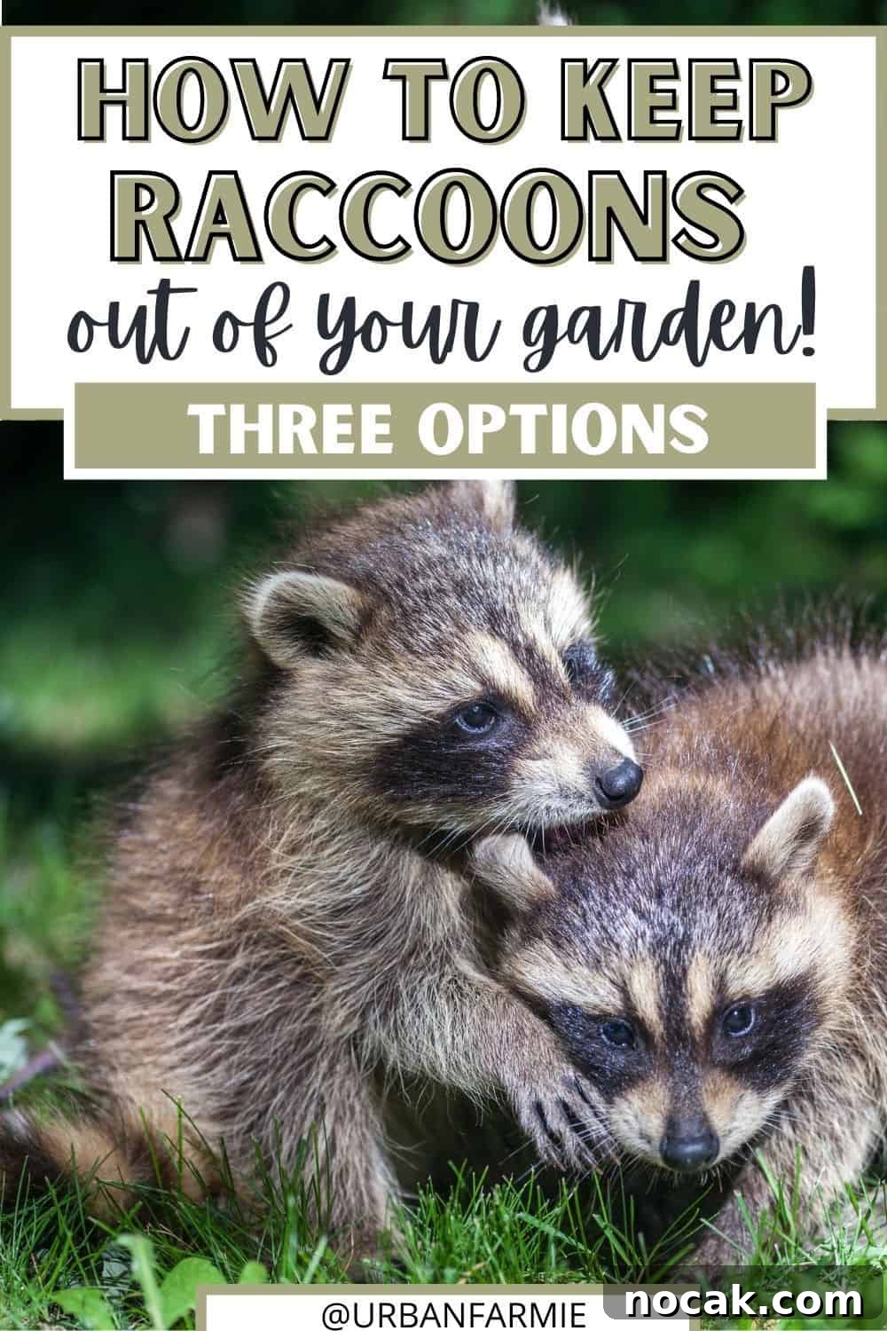 Prevent Raccoons From Raiding Your Garden 2 Two raccoons with text overlay "How to keep raccoons out of your garden"