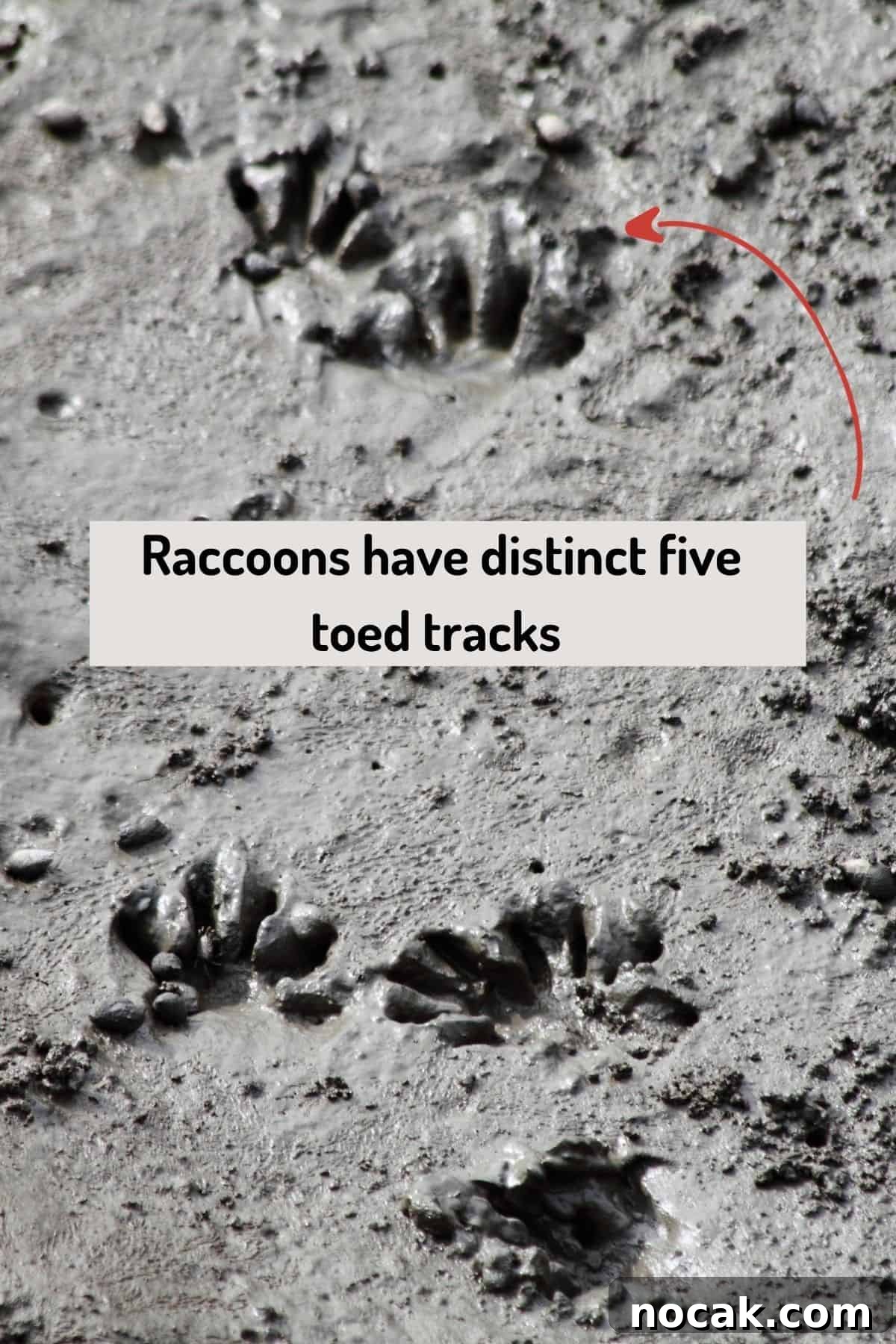 Prevent Raccoons From Raiding Your Garden 3 Picture of raccoon tracks with text overlay and arrow pointing to it